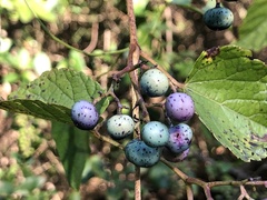 Ampelopsis cordata