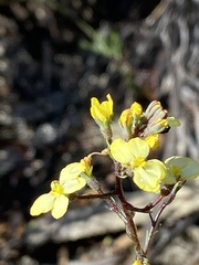 Stylidium diuroides