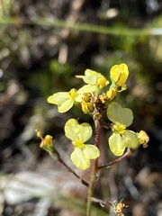 Stylidium diuroides
