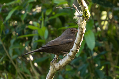 Turdus merula merula