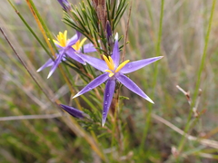 Calectasia intermedia