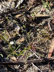 Stylidium diuroides