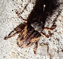 Cryptorhynchus fuscatus