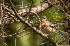 Fringilla coelebs gengleri