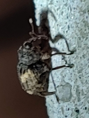 Cryptorhynchus fuscatus