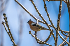Fringilla coelebs gengleri