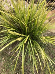 Lomandra hystrix