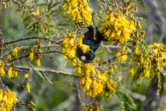 Prosthemadera novaeseelandiae novaeseelandiae