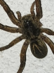 Lycosinae