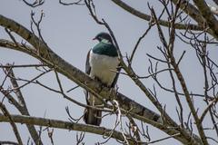 Hemiphaga novaeseelandiae novaeseelandiae