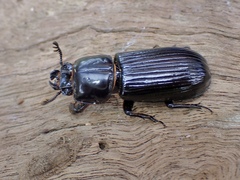 Aulacocyclus edentulus