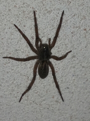 Lycosinae