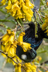Prosthemadera novaeseelandiae novaeseelandiae