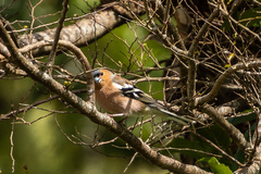 Fringilla coelebs gengleri