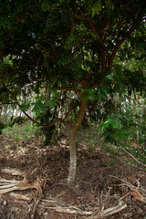 Paubrasilia echinata