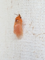 Thoscora
