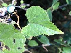Ampelopsis cordata