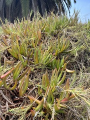 Ruschieae