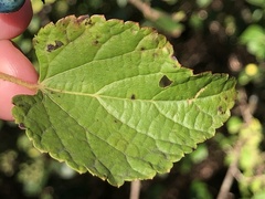 Ampelopsis cordata