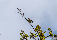 Fringilla coelebs gengleri