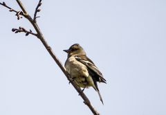 Fringilla coelebs gengleri