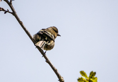 Fringilla coelebs gengleri