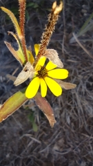 Rudbeckia missouriensis