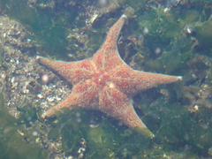 Dermasterias imbricata