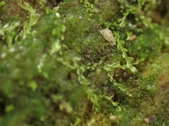 Cephalozia bicuspidata