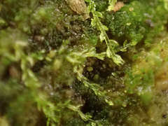 Cephalozia bicuspidata