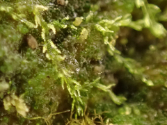 Cephalozia bicuspidata