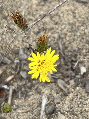Lessingia germanorum