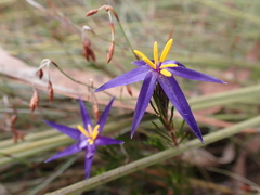 Calectasia intermedia