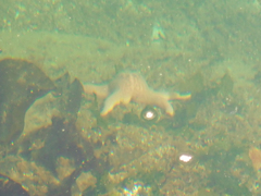 Pisaster brevispinus