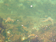 Pisaster brevispinus