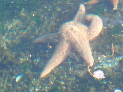 Pisaster brevispinus