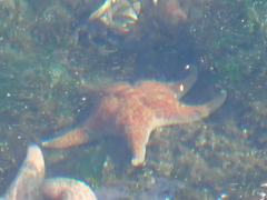 Dermasterias imbricata