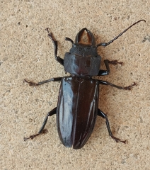 Mallodon spinibarbis