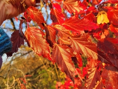Acer ginnala