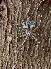 Tamopsis fickerti