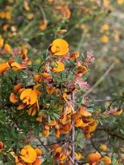 Pultenaea parviflora