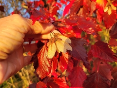 Acer ginnala