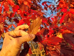 Acer ginnala