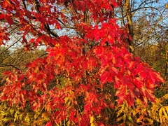Acer ginnala