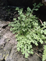 Selaginella lepidophylla
