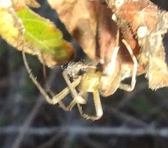 Eustala anastera