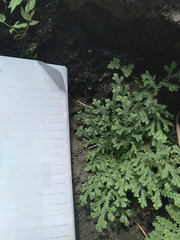 Selaginella lepidophylla