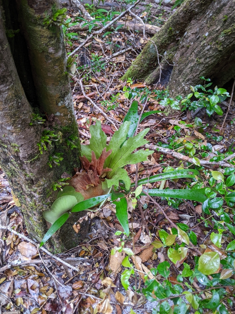 Elkhorn fern from Fraser Island (K'gari) QLD 4581, Australia on October ...