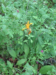 Hemerocallis middendorffii