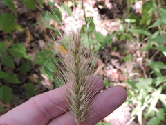 Elymus glabriflorus
